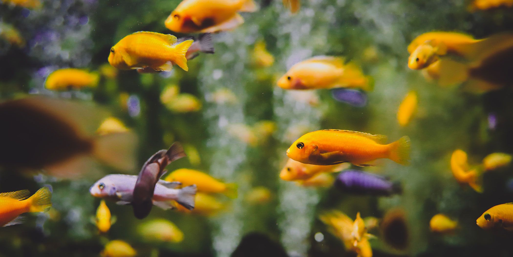 What Are the Best Pond Fish to Have In an Outdoor Pond?