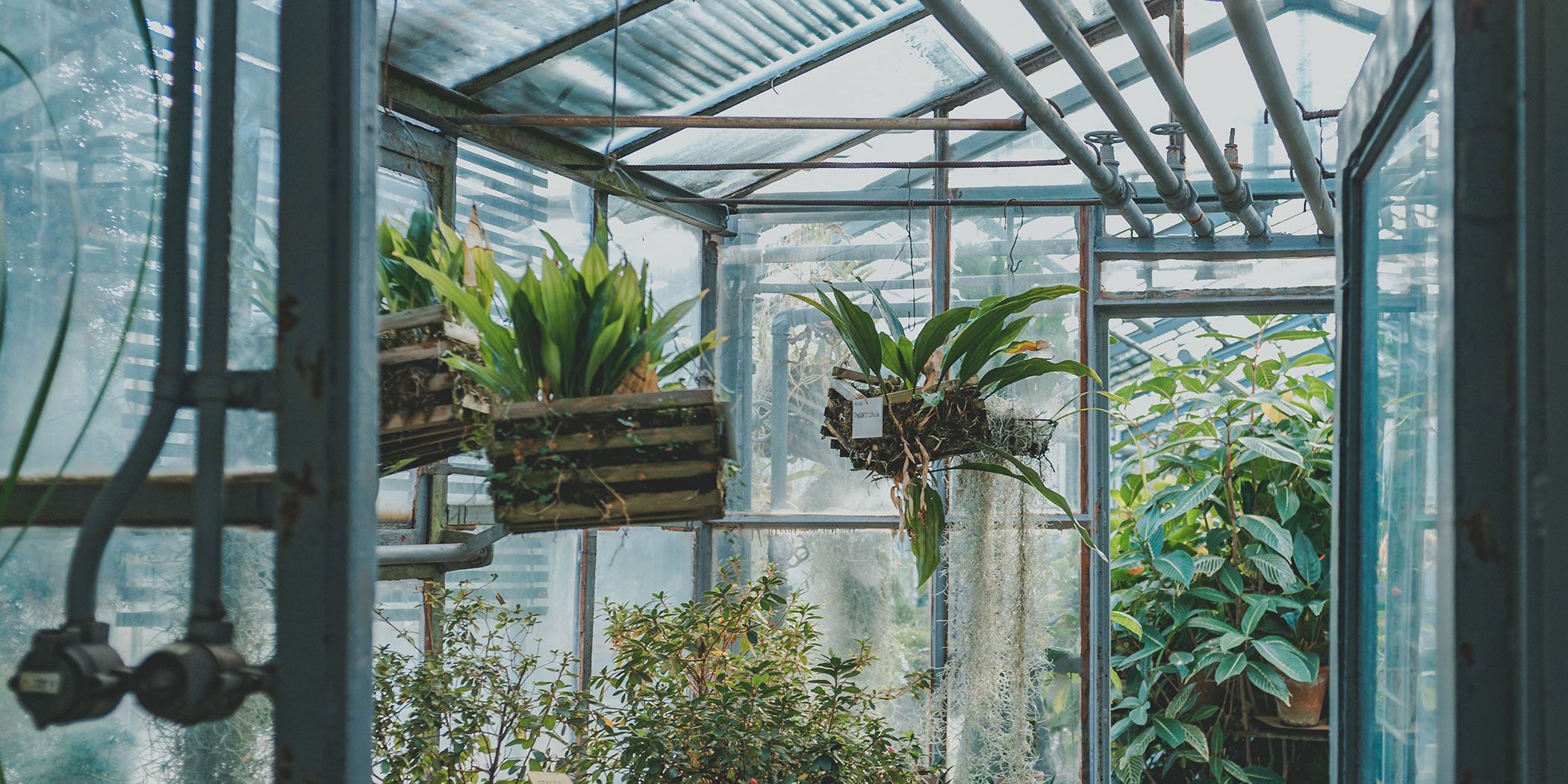 Types of Greenhouses: Glass, Large, Dwarf Wall and Victorian