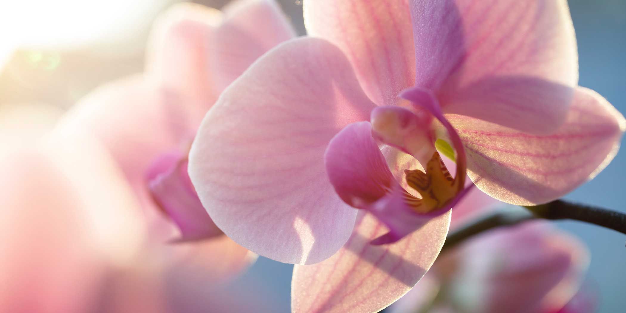 Orchids in the Wild and How to Care for Orchids