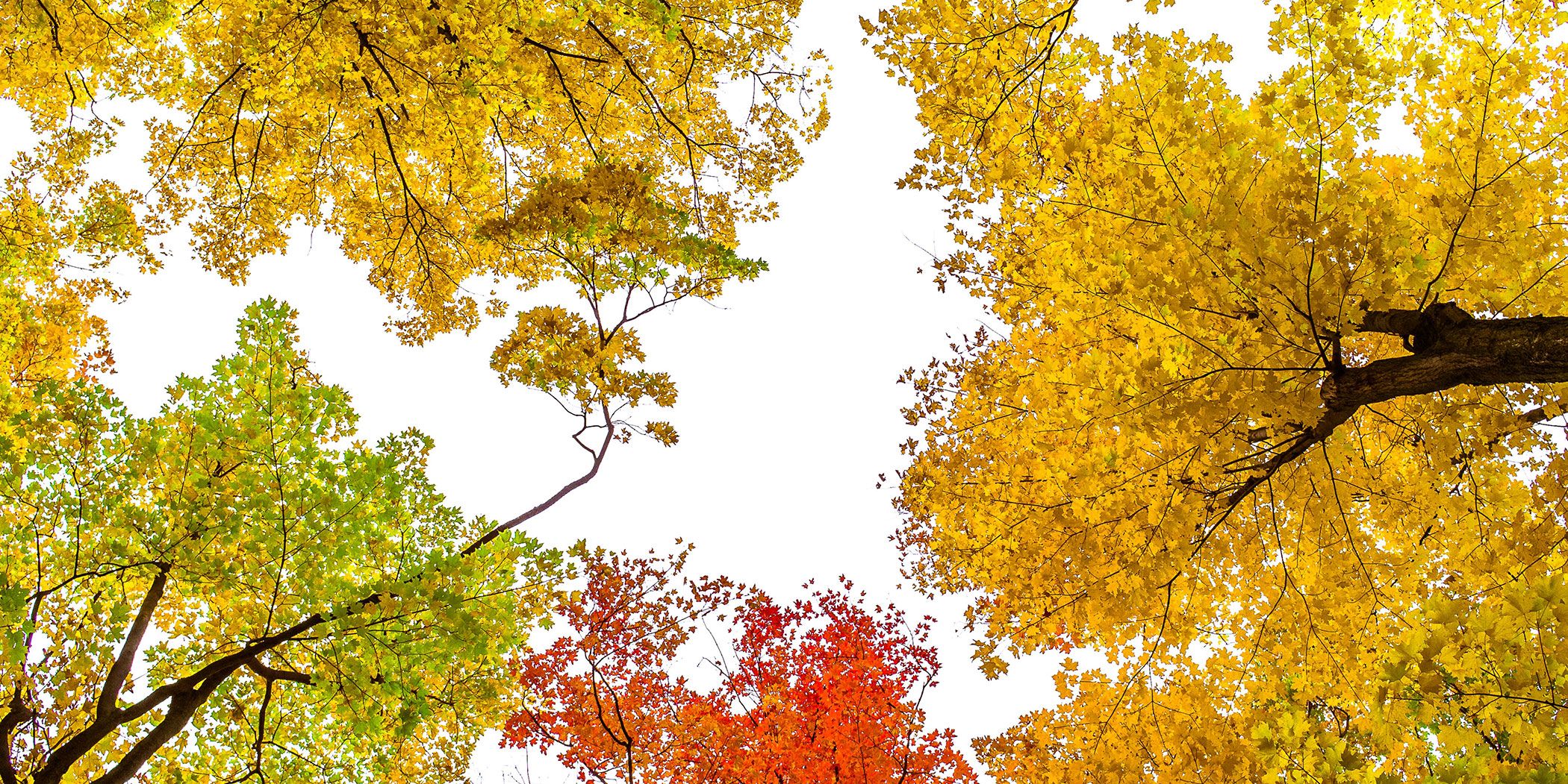 Types of Trees: Cherry Tree, Pear Trees and Pleached Trees
