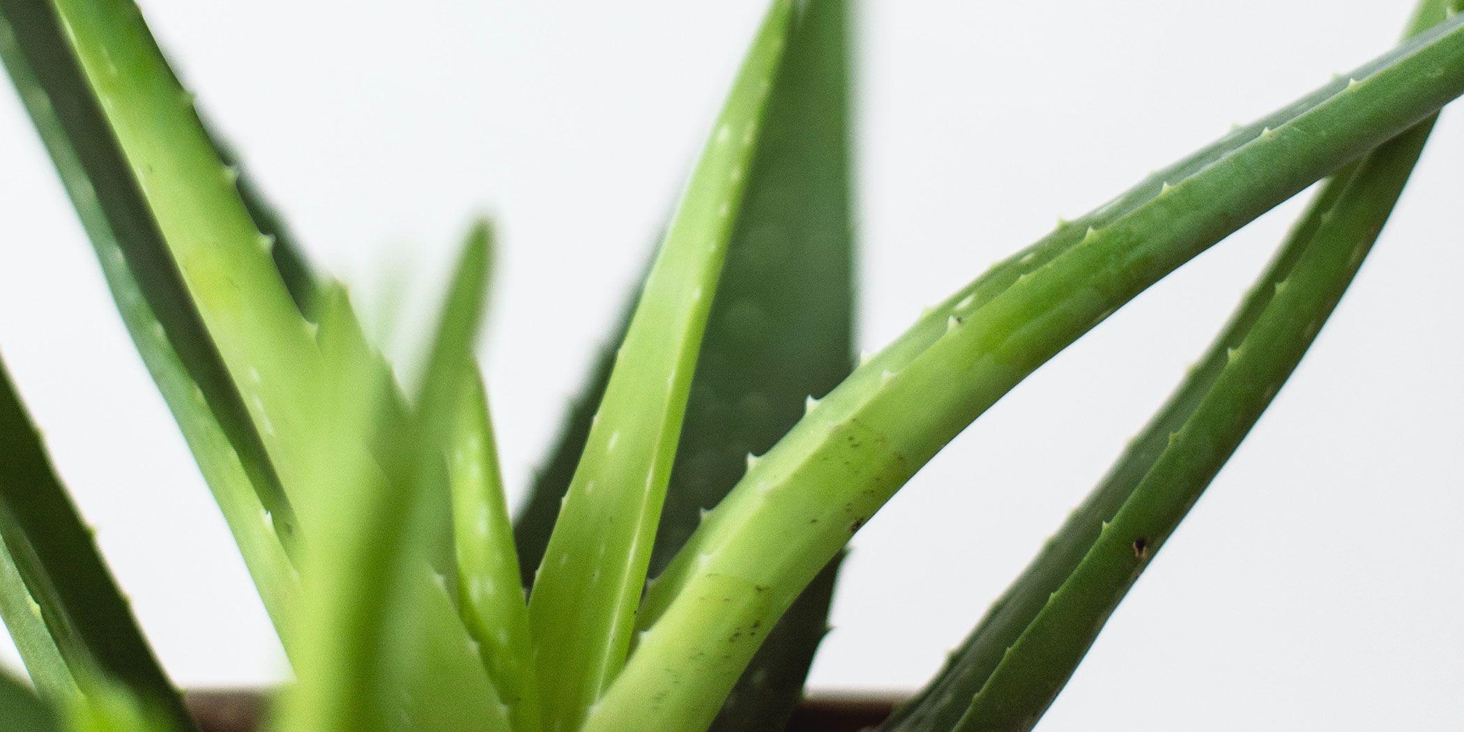How to Care for Aloe Vera Plants
