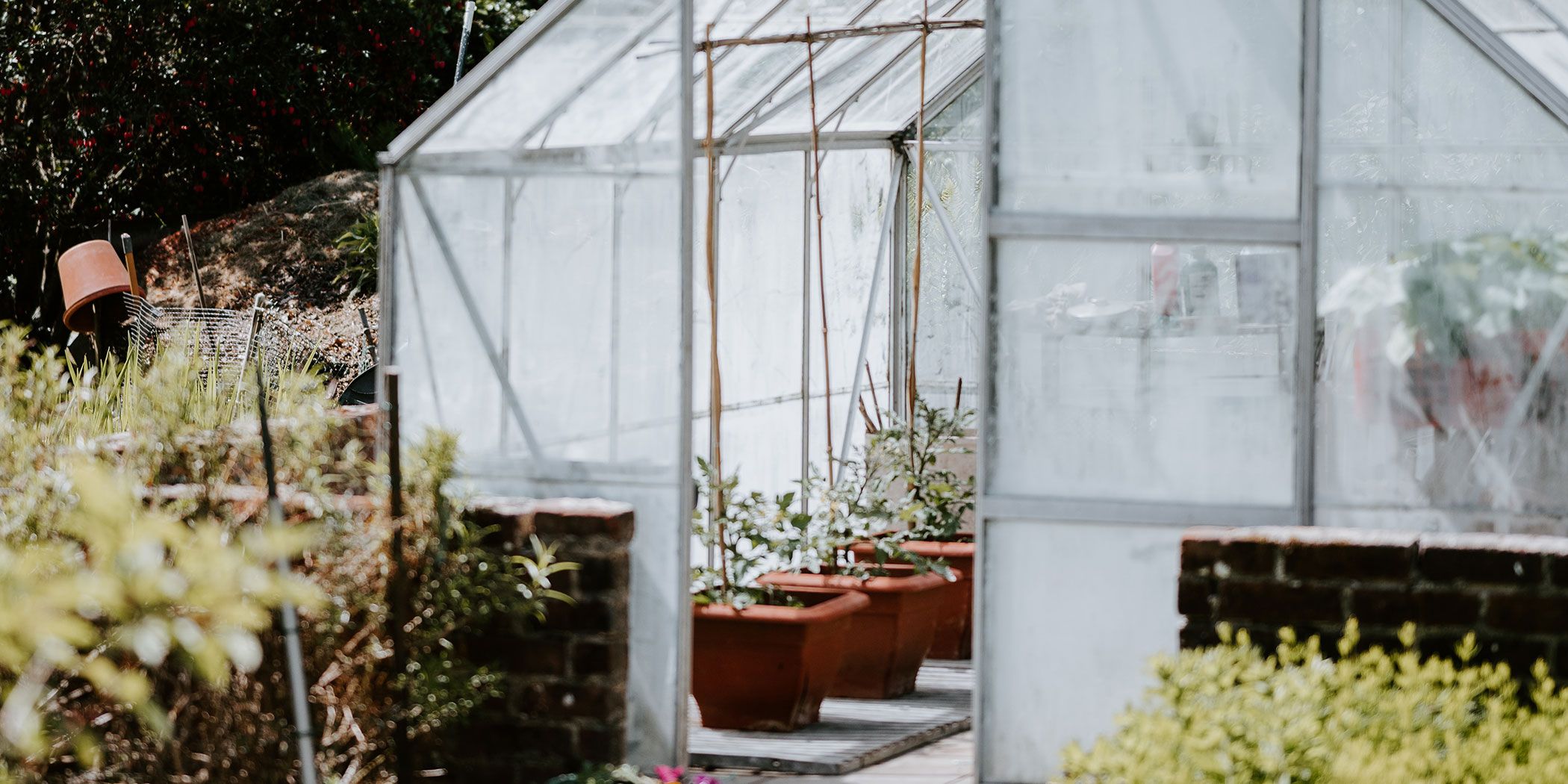 Greenhouse Seeds: What Should You Grow?