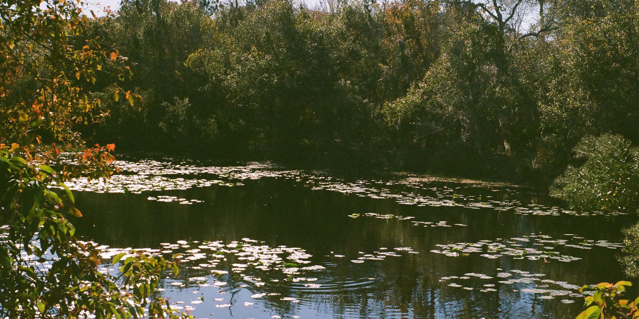 What Are the Best Pond Plants?