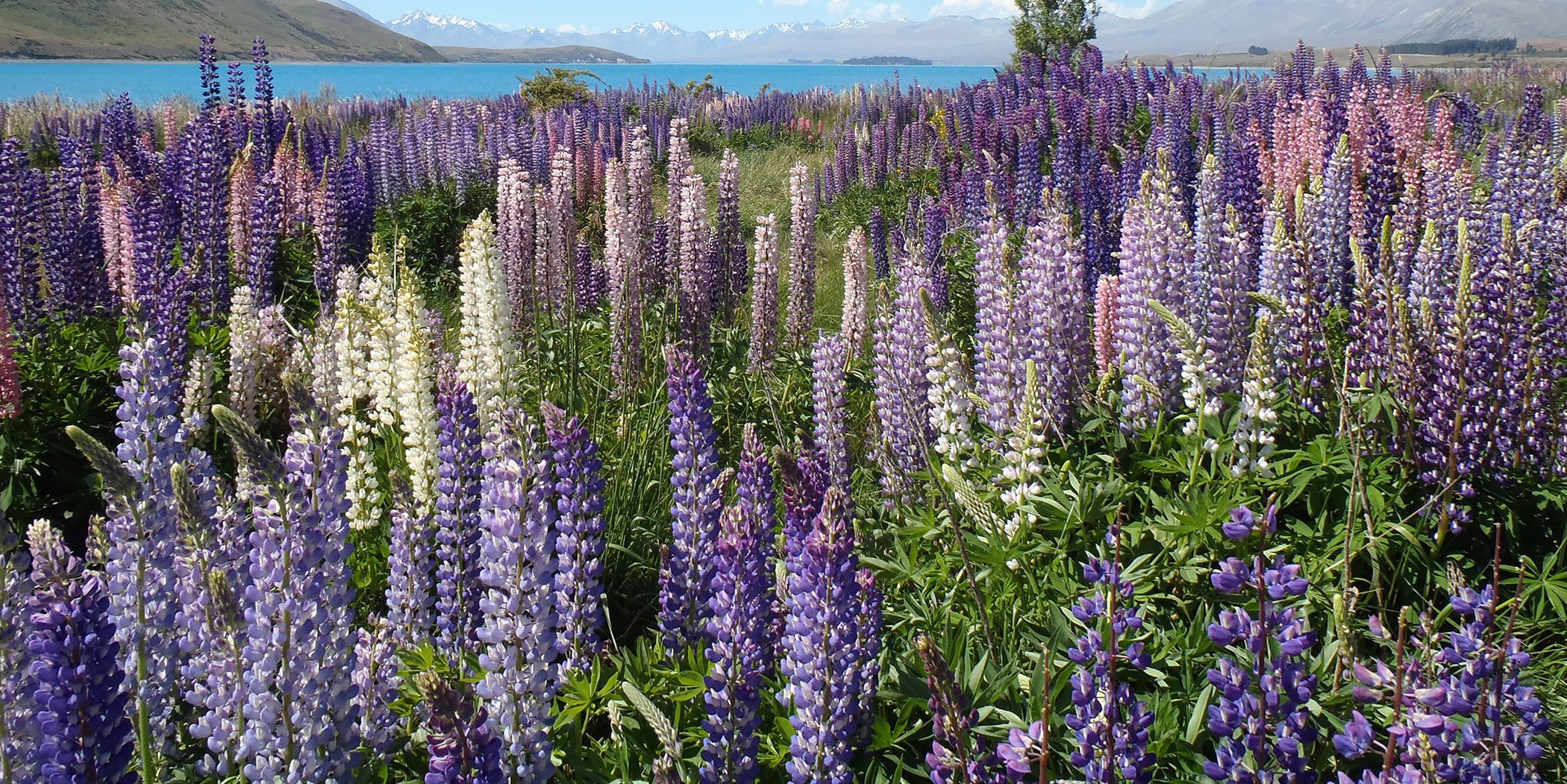 Lavender Farm UK: Lavender Farms Near Me